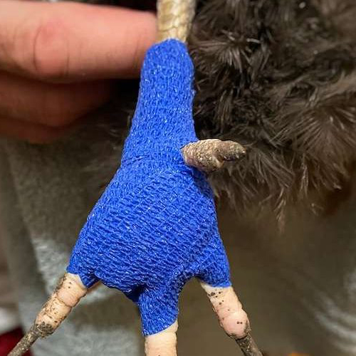 Finger Wrap Cohesive