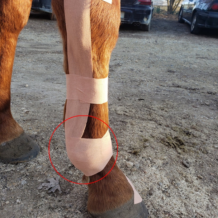 Equine kinesio Tape
