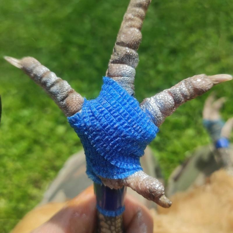 What is A Self Adherent Cohesive Bandage Wrap?