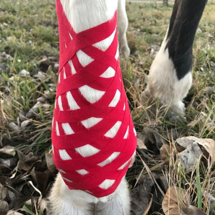 How Horse Kinesiology Tape Can Benefit Your Horse How Horse Kinesiology Tape Can Benefit Your Horse