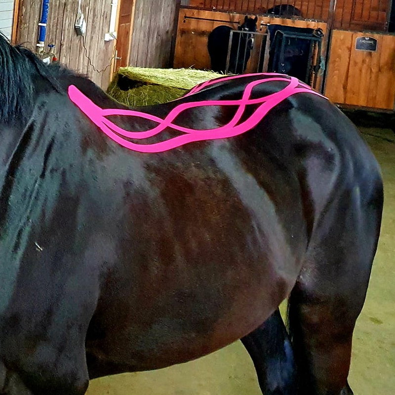 How Horse Kinesiology Tape Can Benefit Your Horse How Horse Kinesiology Tape Can Benefit Your Horse
