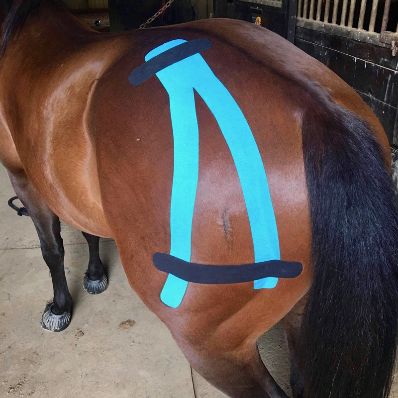 How Horse Kinesiology Tape Can Benefit Your Horse How Horse Kinesiology Tape Can Benefit Your Horse