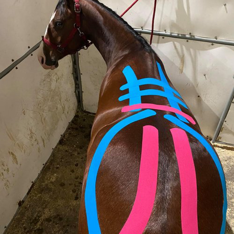 How Horse Kinesiology Tape Can Benefit Your Horse How Horse Kinesiology Tape Can Benefit Your Horse