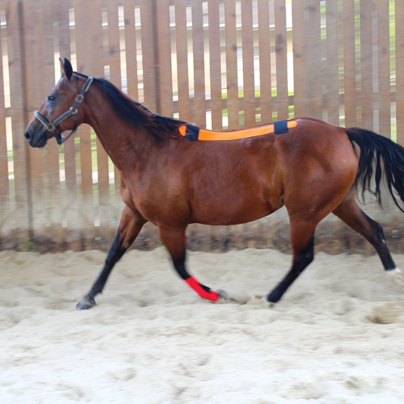 How Horse Kinesiology Tape Can Benefit Your Horse How Horse Kinesiology Tape Can Benefit Your Horse